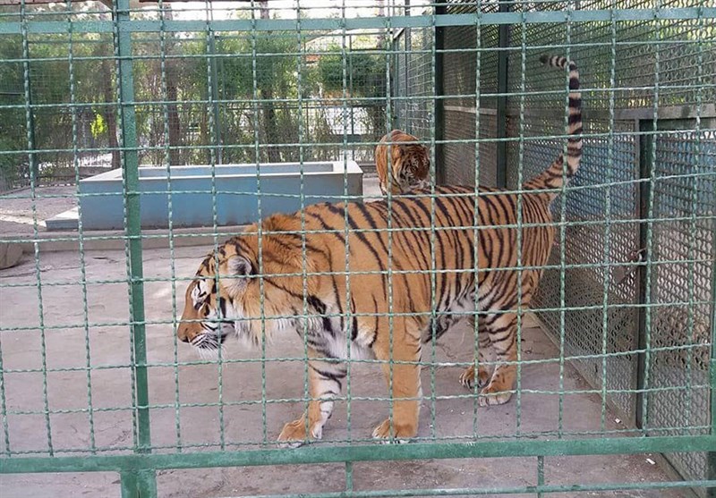 پژمانفر: دادستان در حال بررسی علل مرگ ببرهای باغ وحش مشهد است
